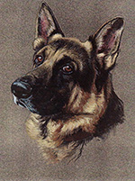 Alsatian