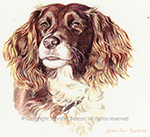 Springer Spaniel