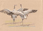 Dancing Cranes