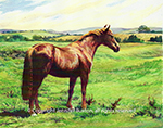 Horse