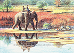 Elephant by the river