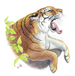 Yawning Tiger