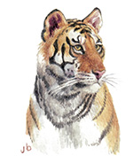 2-year-old Tiger
