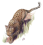 Prowling Leopard