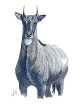 Blue Bull  Nilgai 