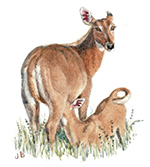 Female Nilgai and son