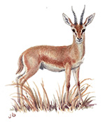 Chinkara