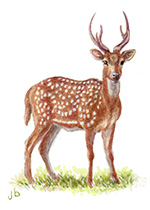 Male Chital