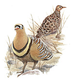 Painted Sandgrouse