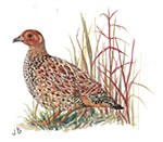 Painted Francolin