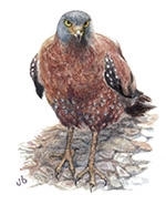 Serpent Eagle