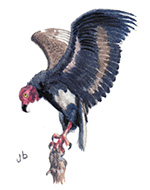 King Vulture