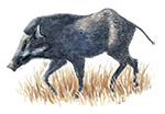 Wild Boar