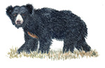 Sloth Bear