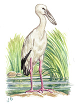 Openbill Stork