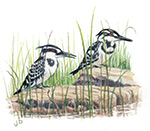 Pied Kingfisher