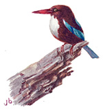 White-throated kingfisher