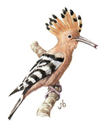 Hoopoe