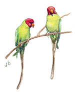 Plum-headed Parakeet