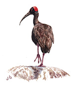 Black Ibis