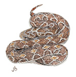 Saw-scaled Viper