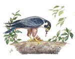 Peregrine Falcon