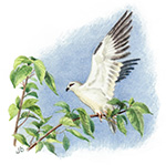 Black-shouldered Kite