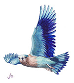 Indian Roller