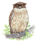 Brown Fish Owl