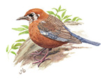 Orange-headed Thrush