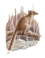 Tree Shrew