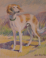 Saluki