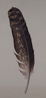 Feather