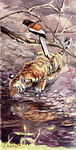 Tiger and the Treepie